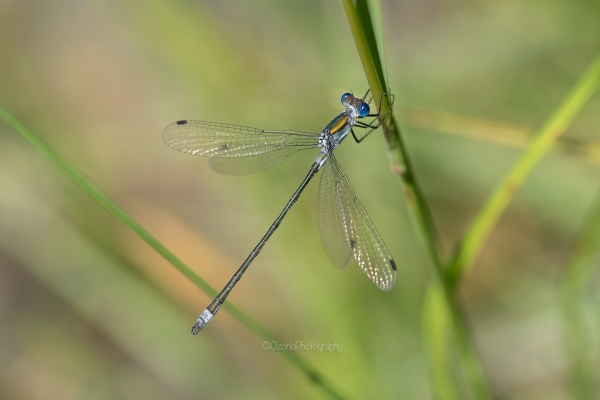 湘南むし日記 - トンボ