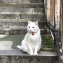 もう「イタリアの踊る招き猫😺」でいいのかもしれない…