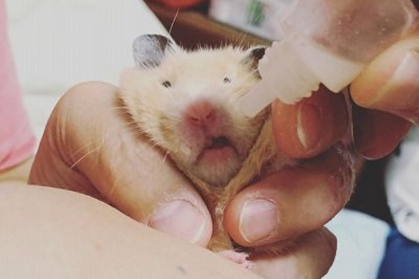 舞 Featuring Serena ハムスターの事