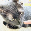 Megさんのお当番日記『面倒臭いやないかーーーい！』