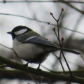 冬の終わりから春にかけての鳥や花　白い妖精の春バージョンにも遭遇