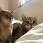 銃🐈‍⬛猫たちと家族の記録