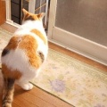 猫に小判を与えたら。 埋蔵金：千九百弐拾参両　結局ぅ寝ぇ～へんやんっ！