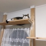 ”猫おでん”あり〼。