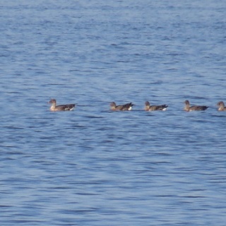 花鳥いろいろ 四季の野鳥