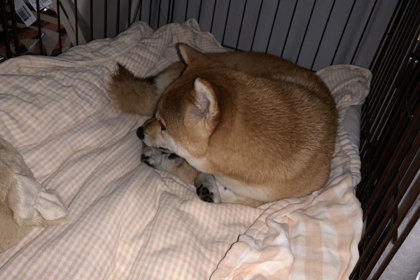 巣籠る
