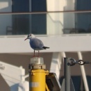 帰って来たあの渡り鳥！