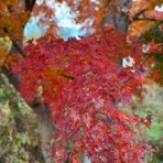 泰山堂カフェへようこそ
