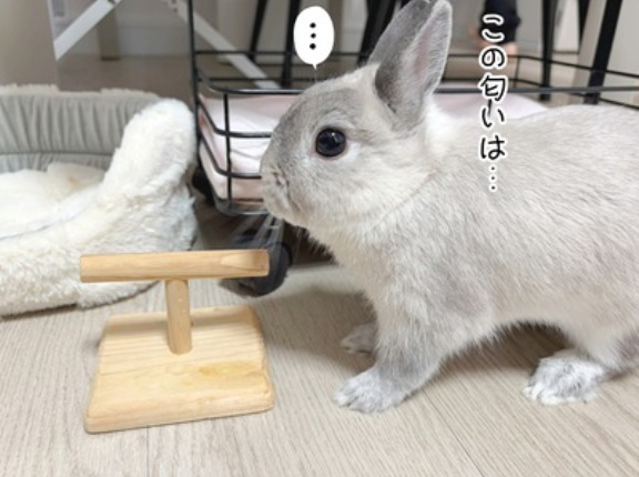 うさぎのルリ(10/9追記)