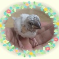 シルバー文鳥