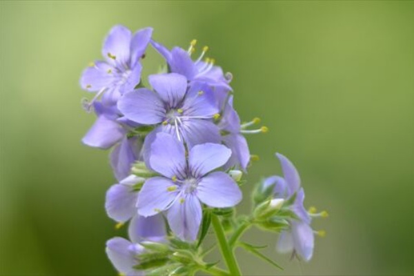 勝手に花言葉 徒然なるままに 21年05月