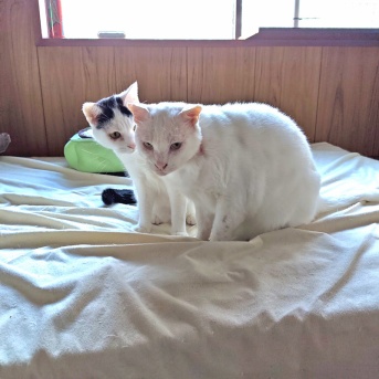 しろた ノリ ナス