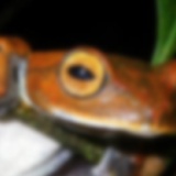 2011奇妙な生物10種　単眼のサメ　アリをゾンビ化する寄生菌　吸血鬼ガエル　地底の悪魔の虫など