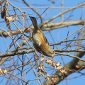 渡良瀬遊水地で探鳥してきました-2026-01-17