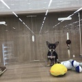 チワワ