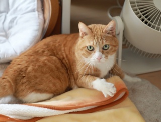 お気に入りをこねる猫。