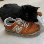 家をさがすのじゃ～～～～