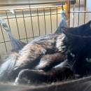 メンテナンス忘れてました💦＆丸大根と鶏肉の煮物