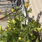 きよひめの気ままにロザリアン