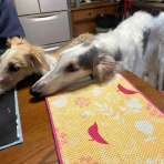 .•*.•*beny beny*•.*•.