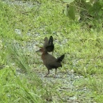 ヤギ飼ってみた