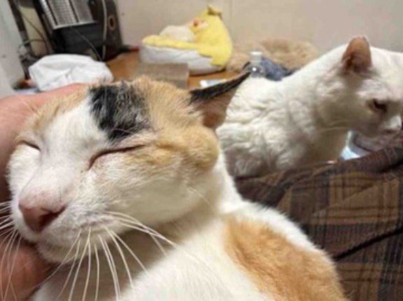 勃発！オス三毛猫vs猫型珍獣　20250123