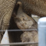 やぁ！とべとべずー与茂駄（よもだ）くあとろ　～とべ動物園で暮らすアフリカゾウのブログ～