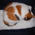 猫に小判を与えたら。 埋蔵金:千八百伍拾六両 聞いたことのない鳴き声ぇでぇ・・・。