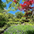 根津美術館と燕子花