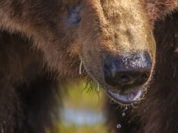 世間の人はクマの怖さをわかってない