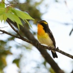 お城と淀川の鳥撮り記