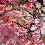 フライフィッシャーマンの水泳教室