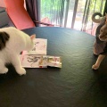 ロイヤルカナンと我が家のメンズトリオ