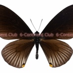 京大蝶研六大陸クラブのTropical Delights