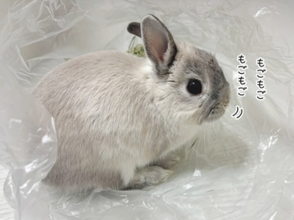 うさぎのルリ(2/6追記)