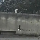 応援せずにはいられない。親兄弟が待つ高所に登ろうと頑張る子猫