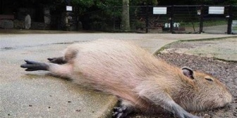 動物園のふれあいタイムでカピバラにマッサージしてたら他のカピバラも寄ってきて大人気になったｗ