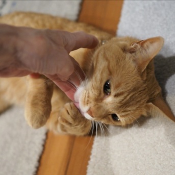 昼寝をしていた留守番猫