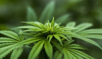 【大麻】世界中でほとんど大麻は犯罪じゃ無いという現実