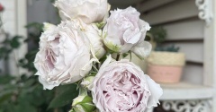 ＊青い薔薇だらけ(*_*)リラ、ザセレスティアル、令の風、レイニーブルー、フワルームーンストーン、カミーユ