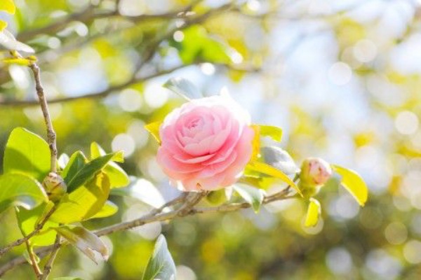 ガルスピちゃんねる 美容 掃除 プリンセスレッスン 引き寄せなどまとめ 恋コスメ