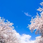 懸賞ちゃんねこ