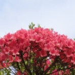 心を大切に（旧思索の木蔭）