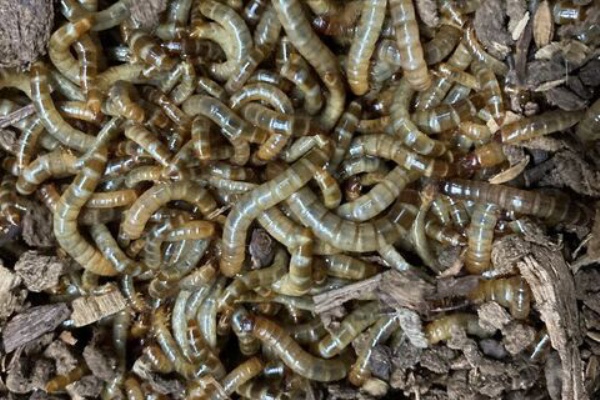 クール便発送 冷凍ミルワーム 100ｇ×3個 冷凍 ミルワームの通販