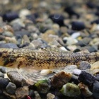 『熱帯魚入荷情報！』の画像