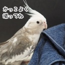 撮影が難しいクスィー