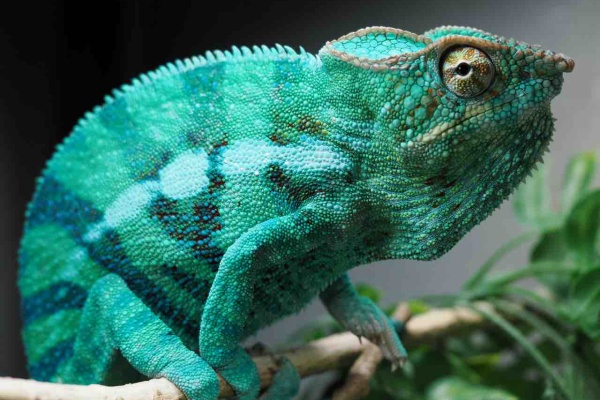 COLORS
