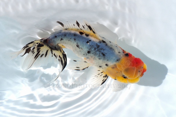 金魚のめがね 東錦