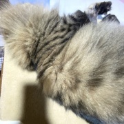 【猫写真】リアル猫ぬいぐるみと対面したマロちゃん