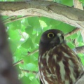 2026天然記念物大銀杏でアオバズクを撮る2🦉📸（足利市鑁阿寺）